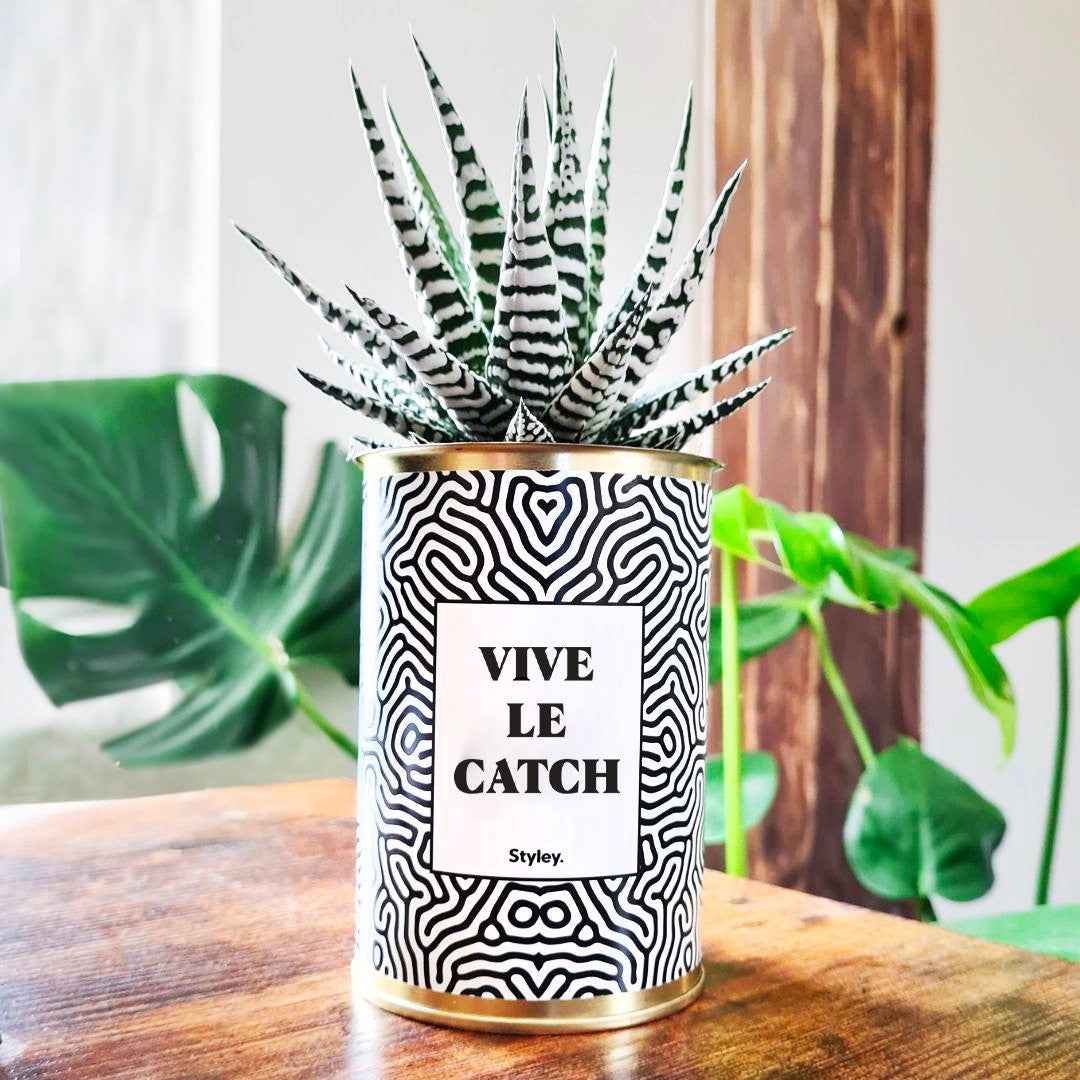 Vive le Catch - Cactus