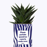Plante parfaite quand on a pas la main verte - Cactus
