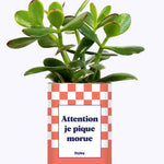 Attention je pique morue - Cactus
