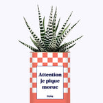 Attention je pique morue - Cactus