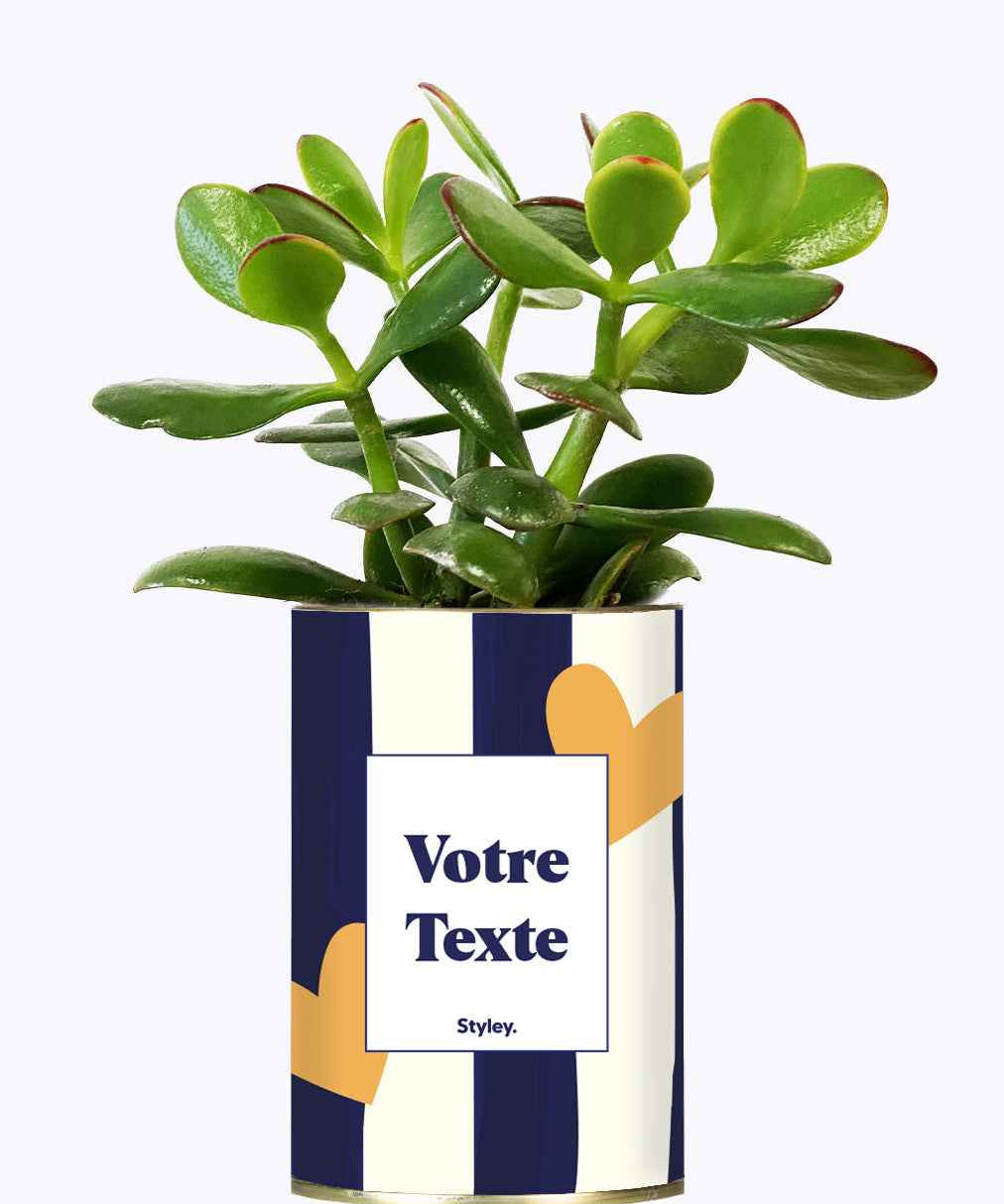 Cactus Côme - Personnalisable