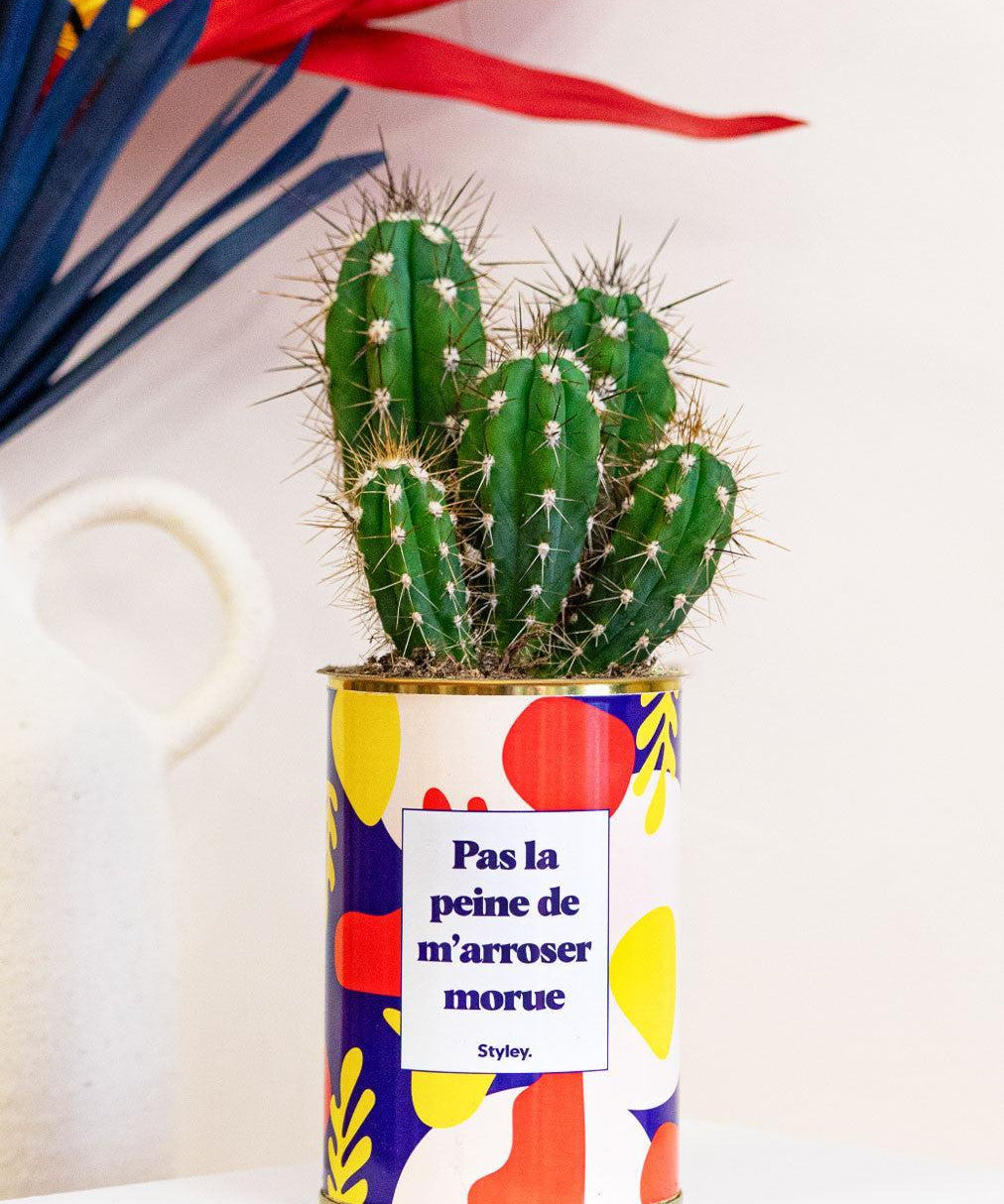 Pas la peine de m'arroser morue - Cactus