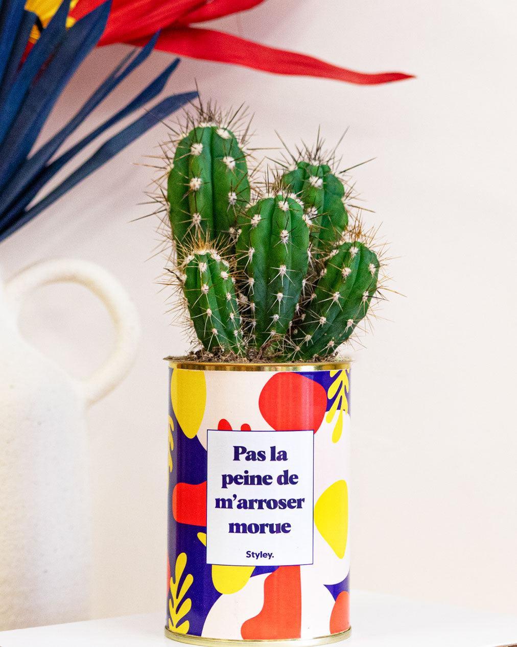 Pas la peine de m'arroser morue - Cactus
