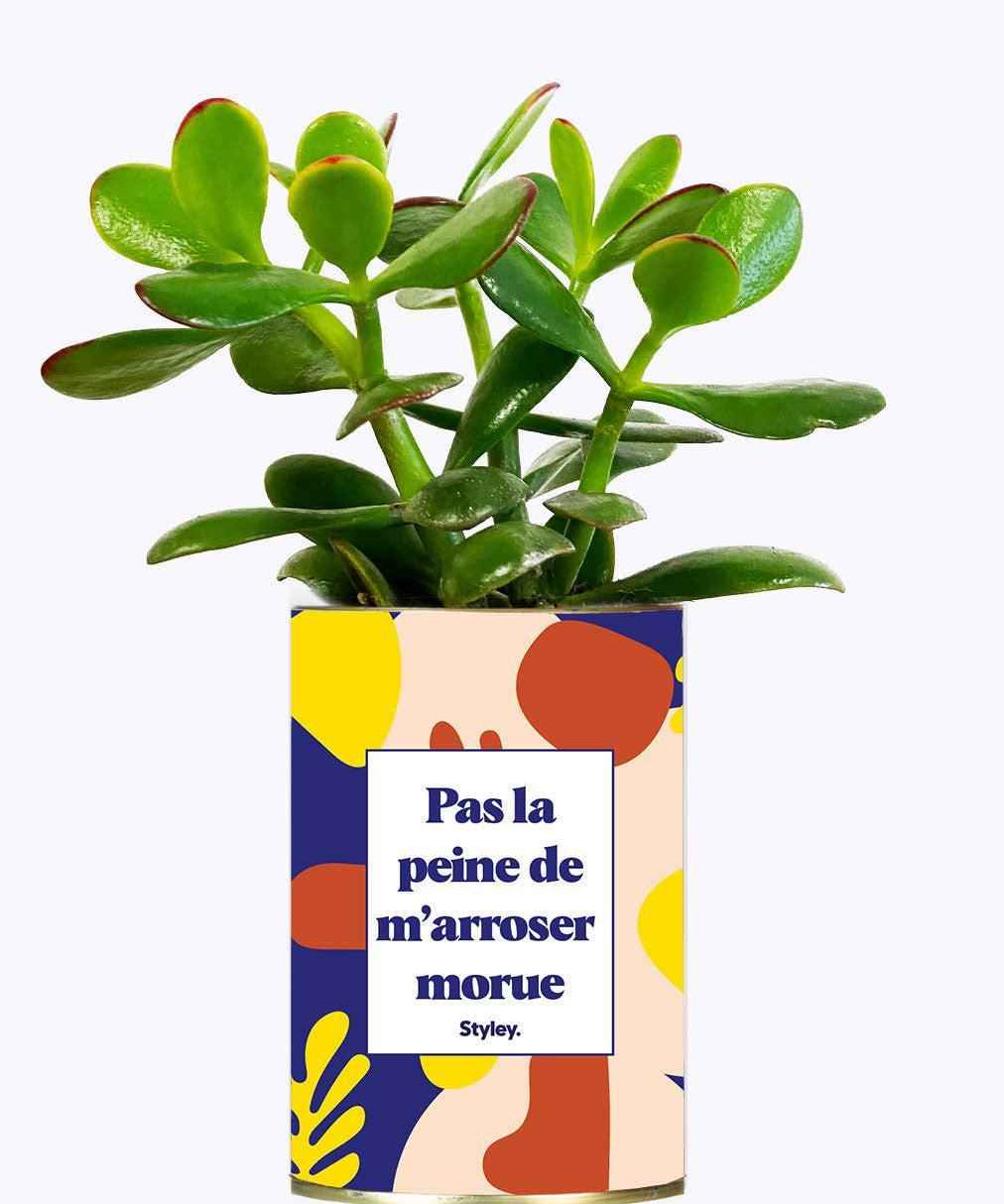 Pas la peine de m'arroser morue - Cactus