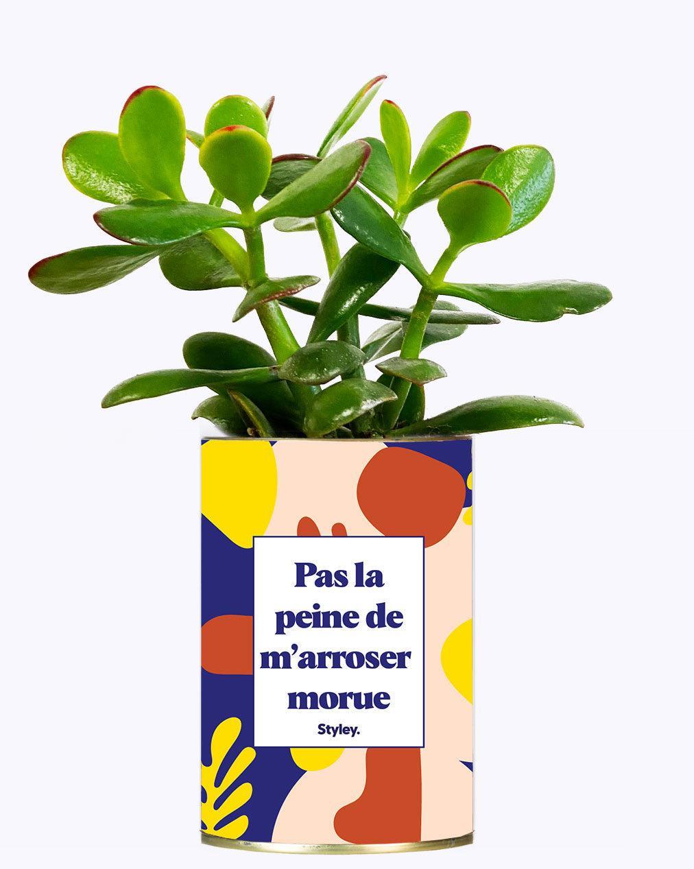 Pas la peine de m'arroser morue - Cactus