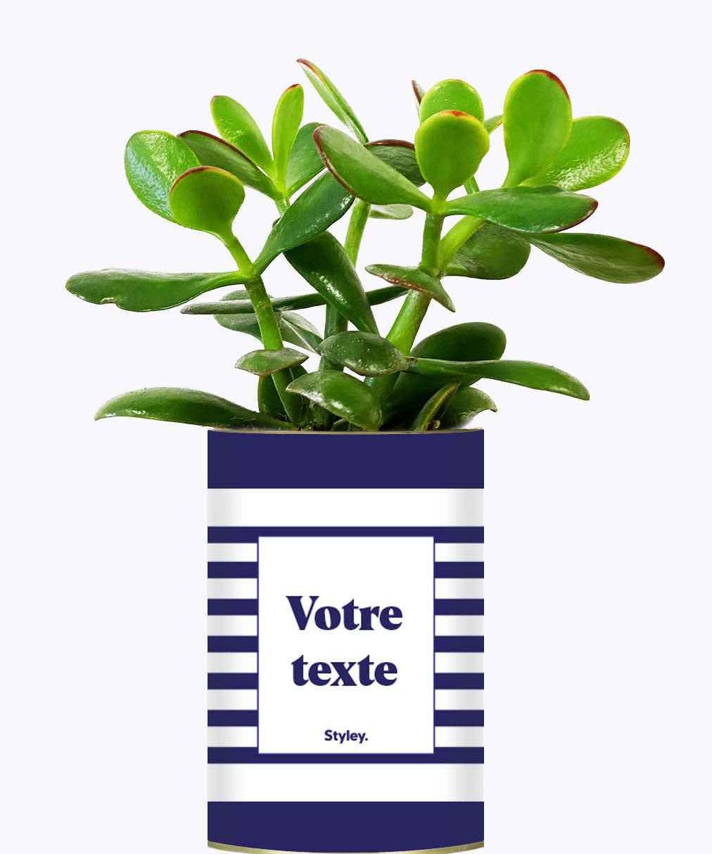 Cactus Marin - Personnalisable