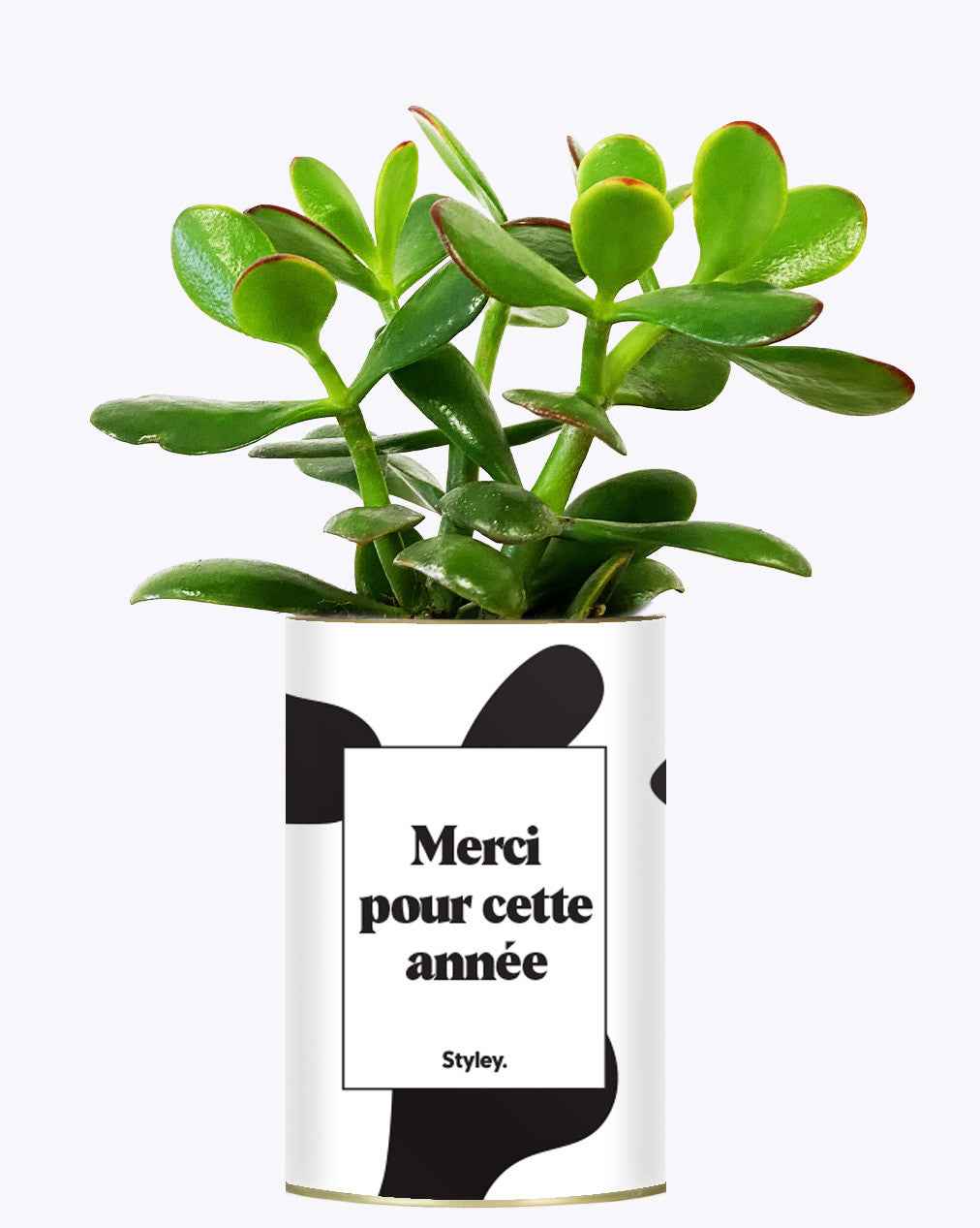 Merci pour cette année - Cactus