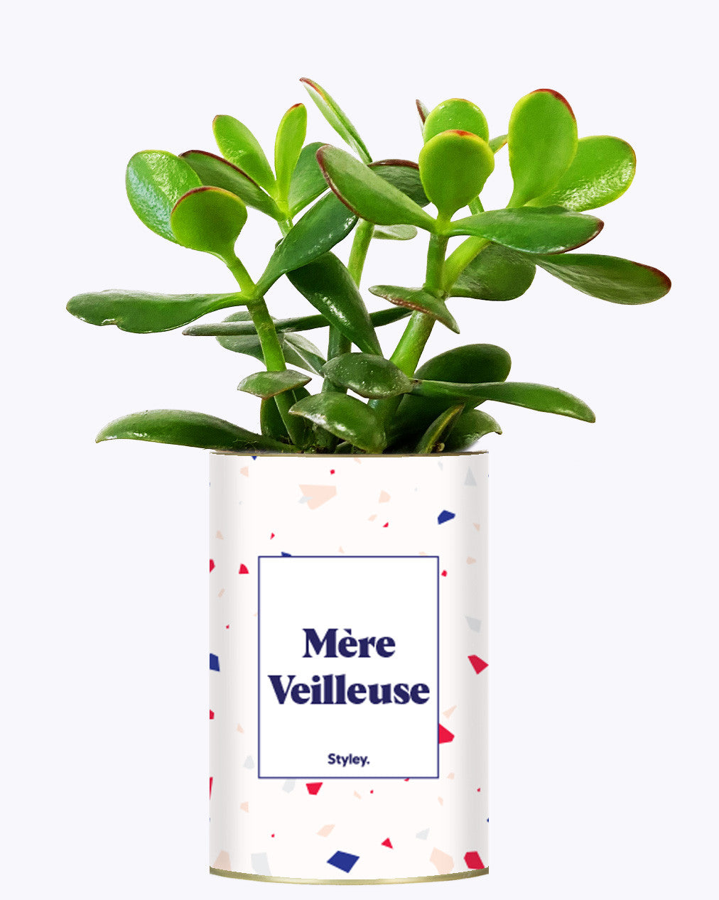 Mère Veilleuse - Cactus