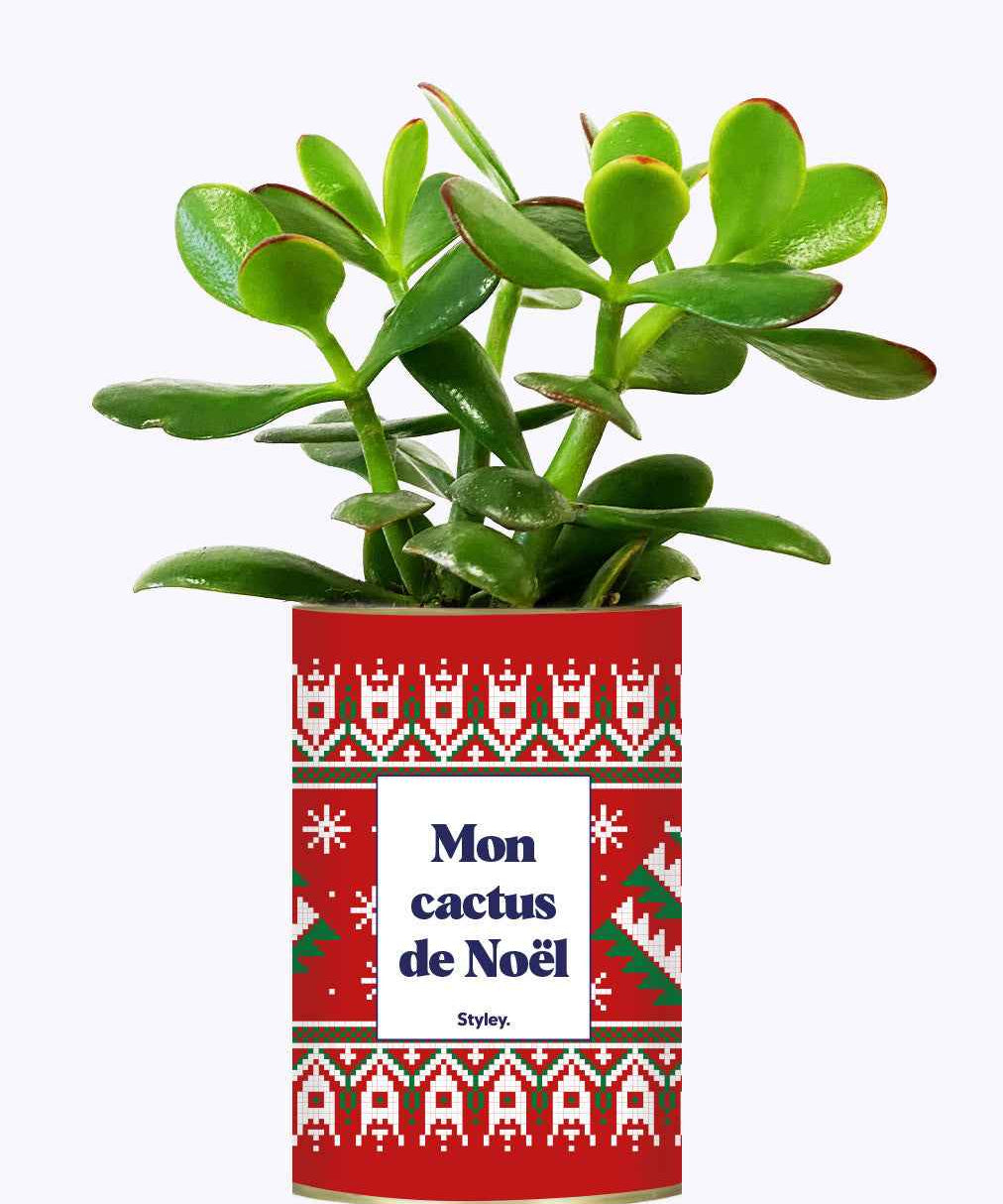 Mon cactus de Noël - Cactus