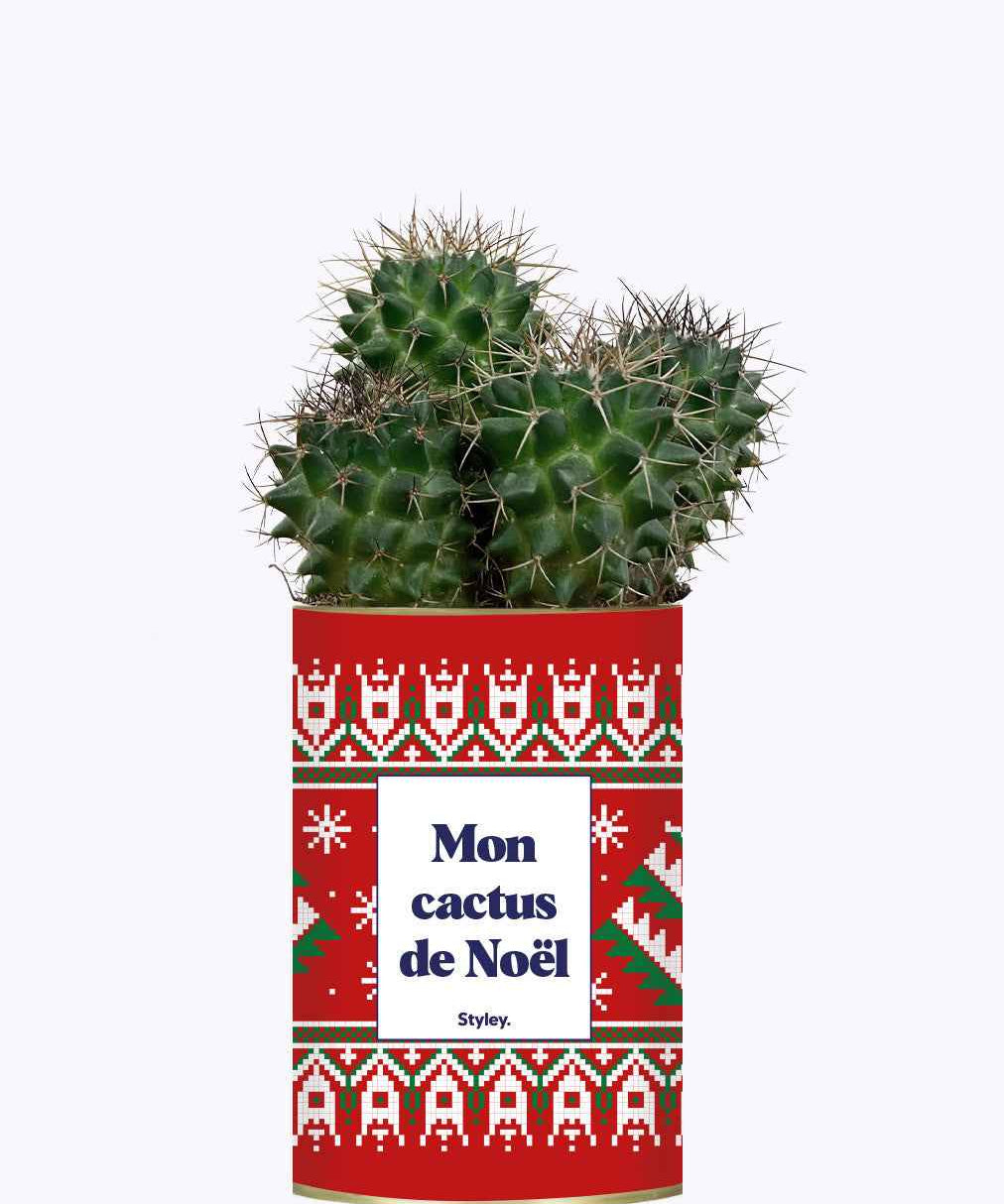 Mon cactus de Noël - Cactus