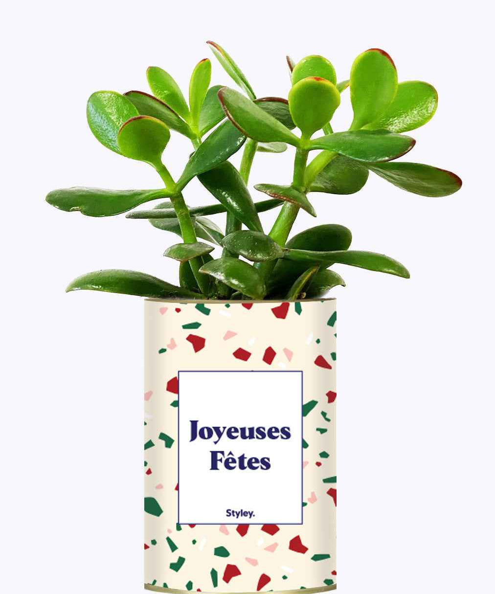 Joyeuses Fêtes - Cactus