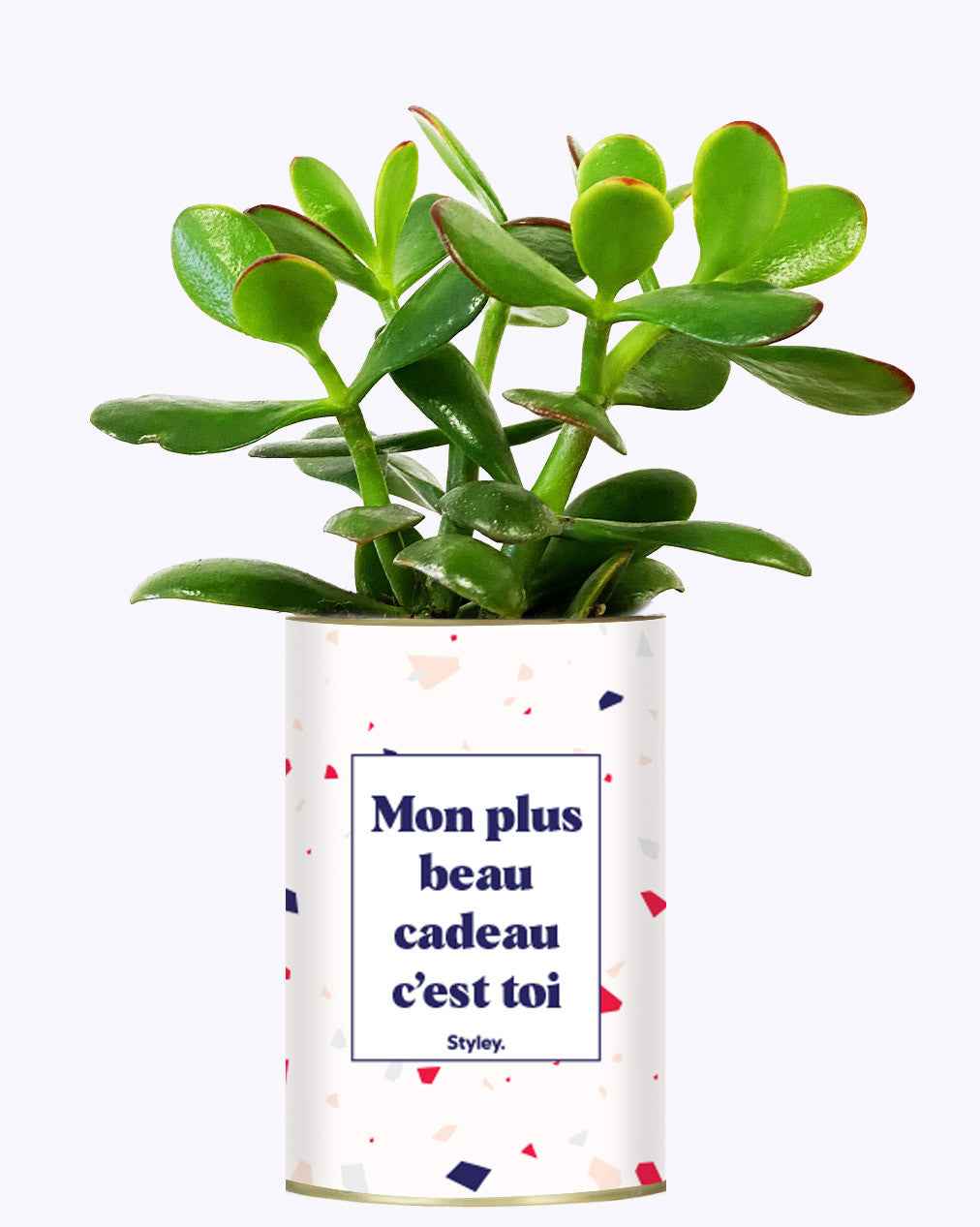 Mon plus beau cadeau c'est toi - Cactus
