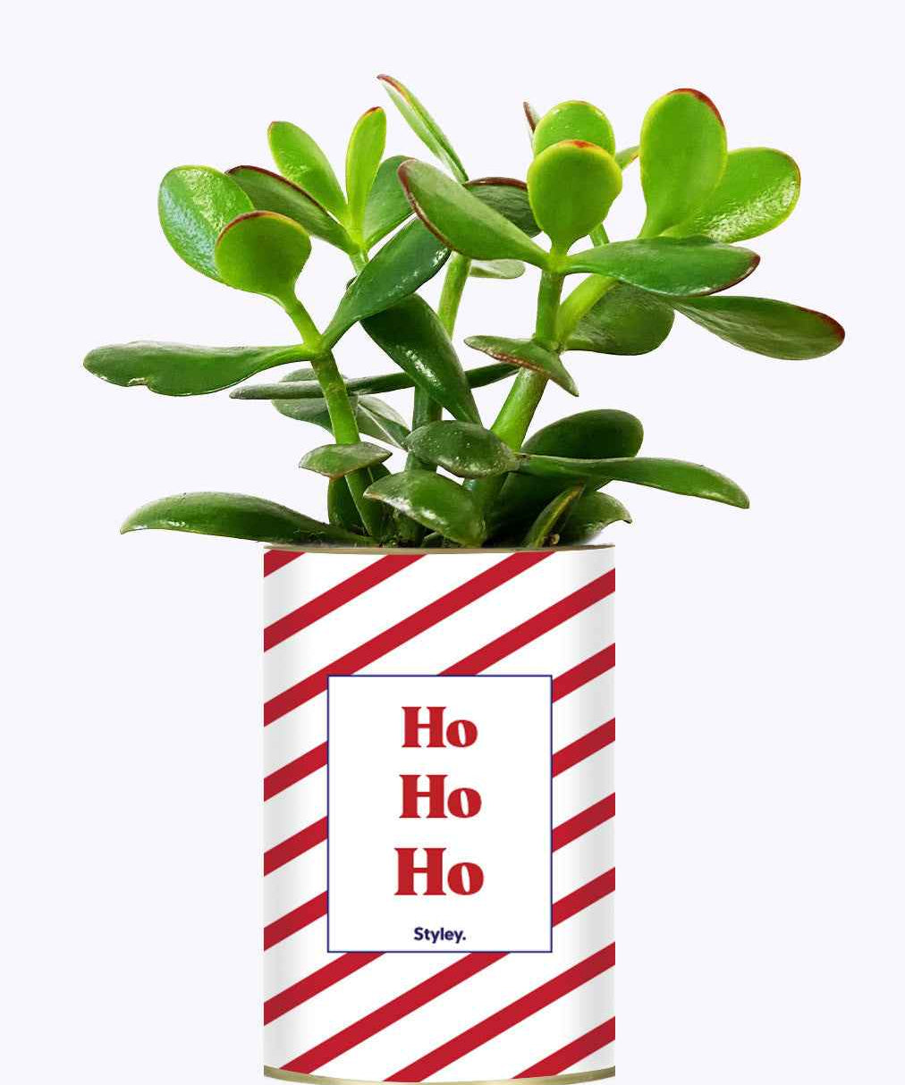 HO HO HO - Cactus