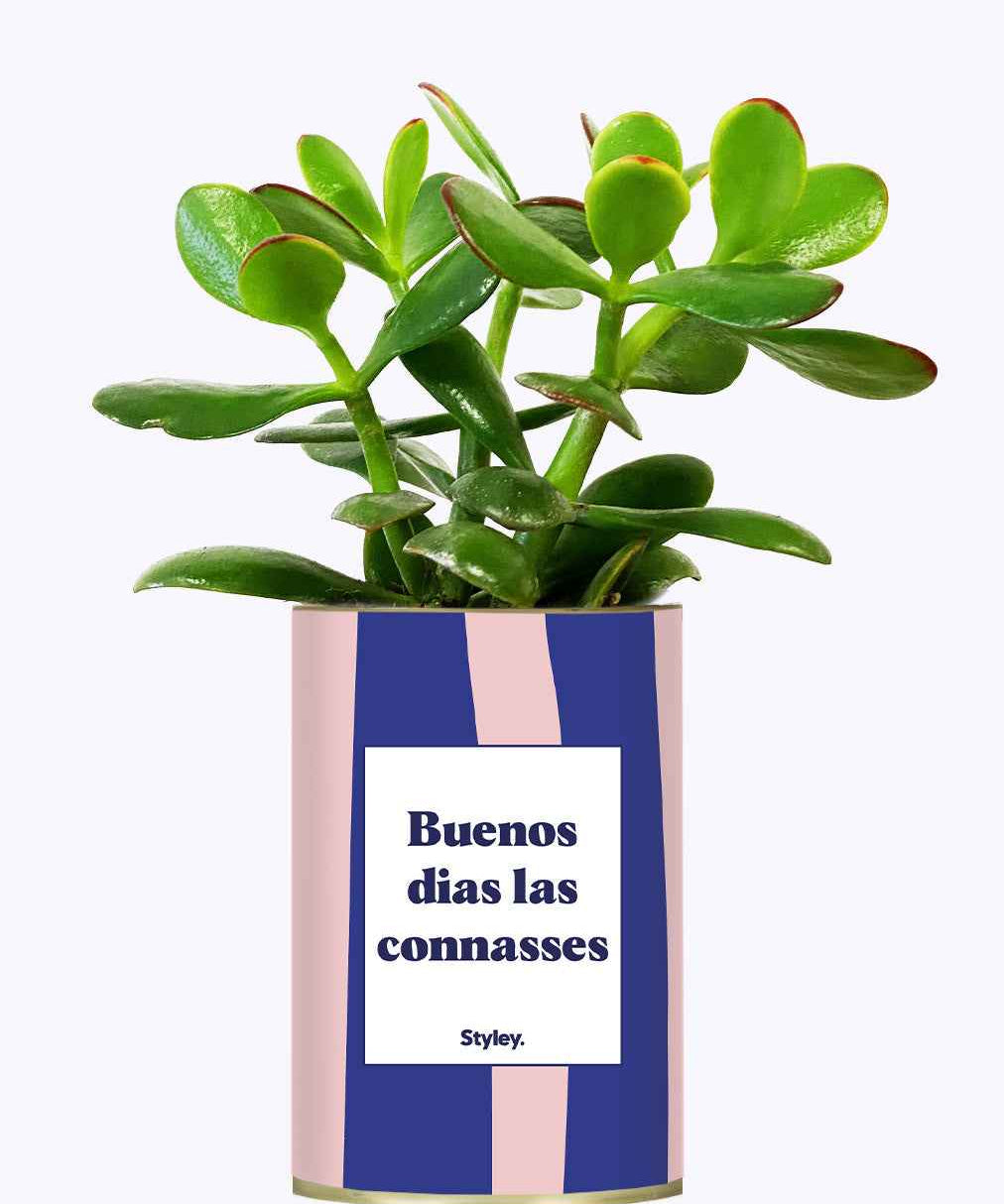 Buenos dias las connasses - Cactus