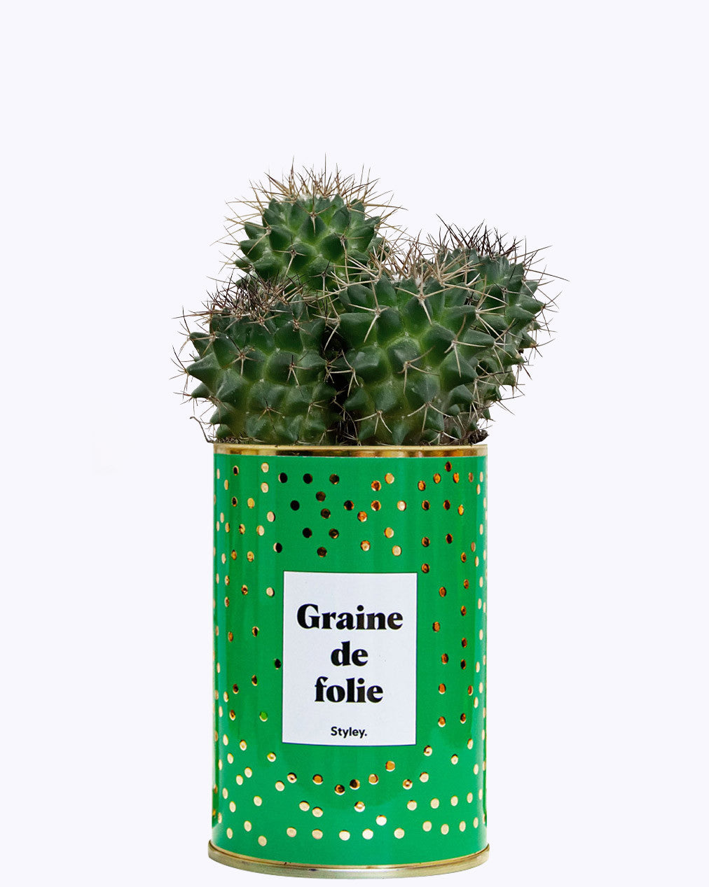 Graine de folie - Cactus