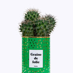 Graine de folie - Cactus