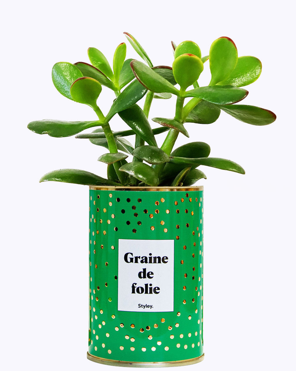 Graine de folie - Cactus