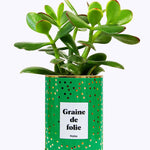 Graine de folie - Cactus