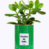 Graine de folie - Cactus