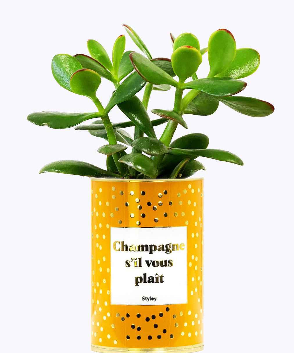 Champagne s'il vous plaît - Cactus - Finitions gold
