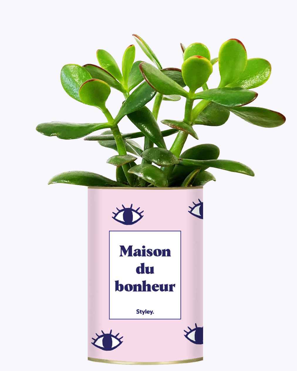 Maison du bonheur - Cactus