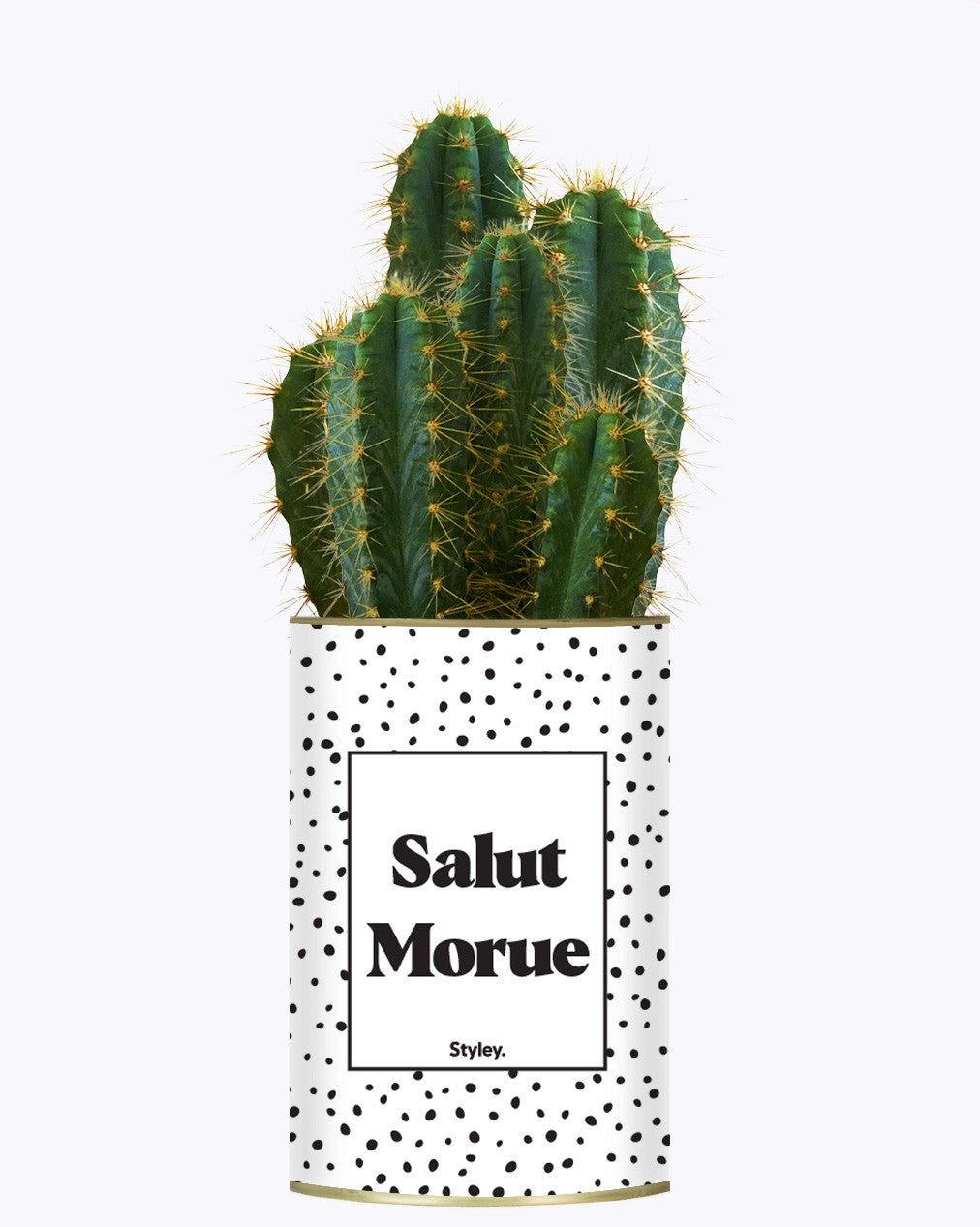 Salut morue - Cactus