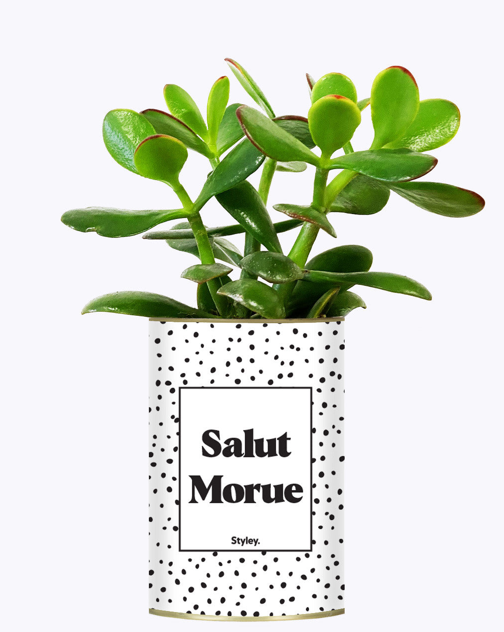 Salut morue - Cactus