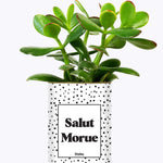 Salut morue - Cactus