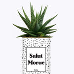 Salut morue - Cactus