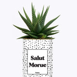 Salut morue - Cactus