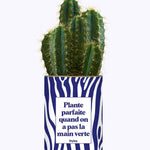 Plante parfaite quand on a pas la main verte - Cactus