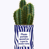 Plante parfaite quand on a pas la main verte - Cactus