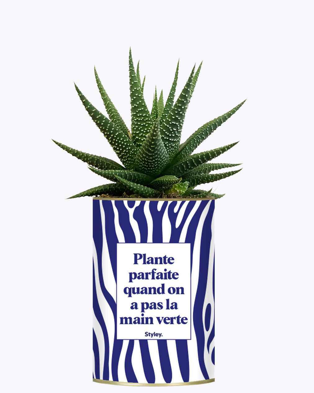 Plante parfaite quand on a pas la main verte - Cactus