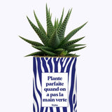 Plante parfaite quand on a pas la main verte - Cactus