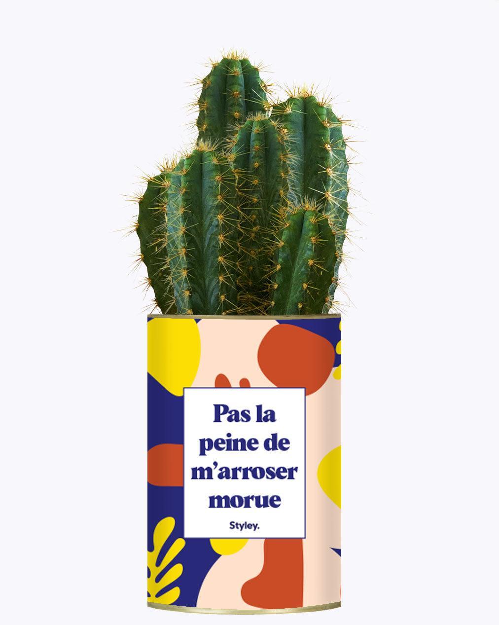Pas la peine de m'arroser morue - Cactus