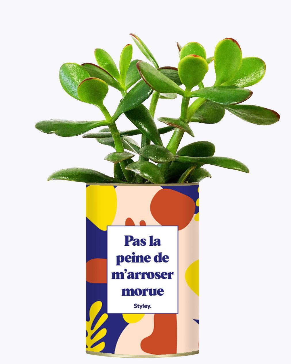 Pas la peine de m'arroser morue - Cactus