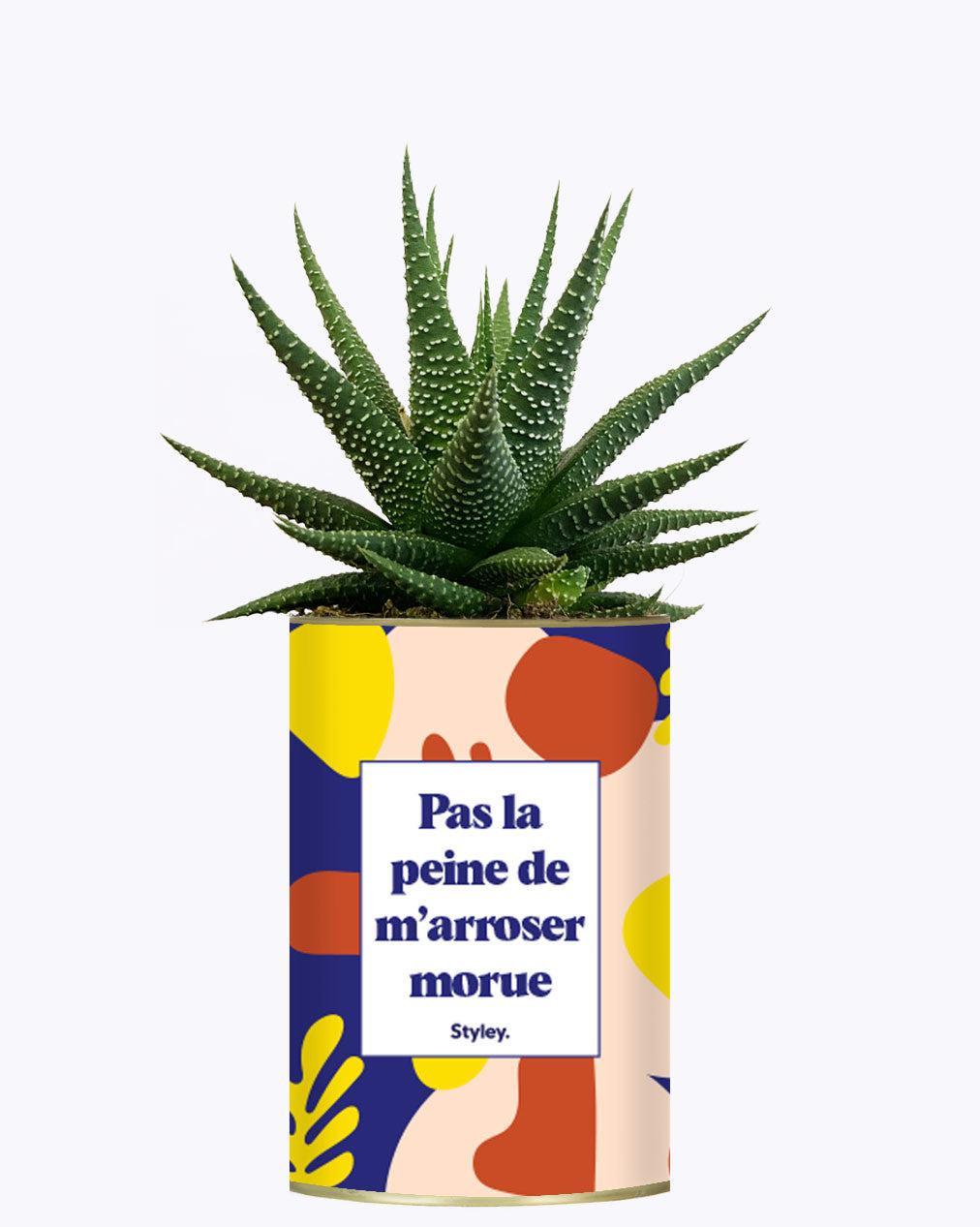 Pas la peine de m'arroser morue - Cactus