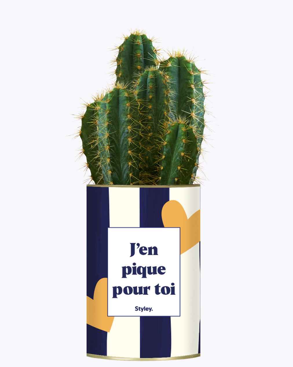 J'en pique pour toi - Plante