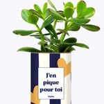 J'en pique pour toi - Plante