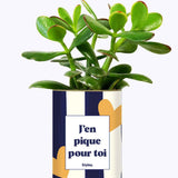 J'en pique pour toi - Plante