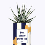 J'en pique pour toi - Plante