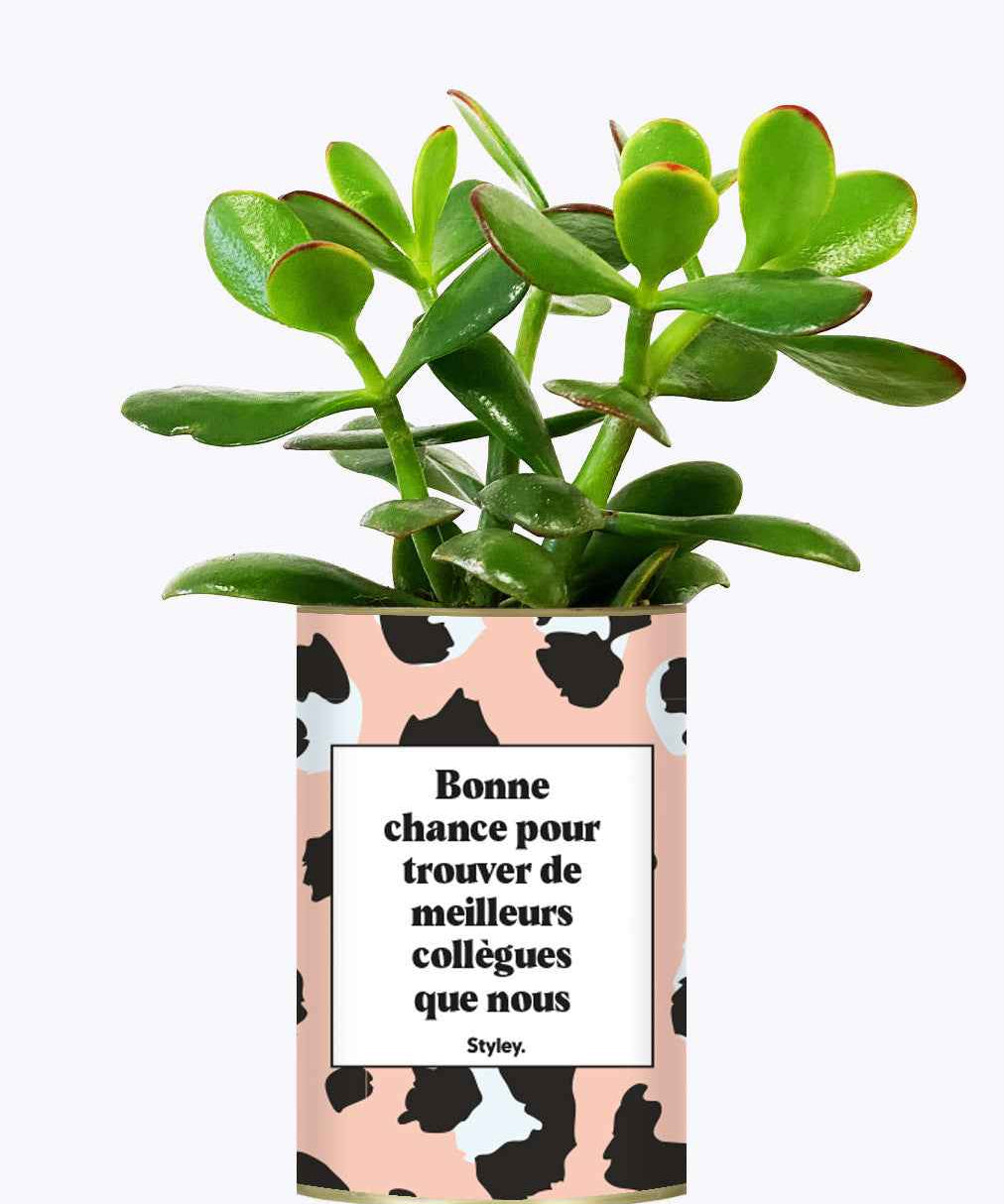 Bonne chance pour trouver de meilleurs collègues que nous - Cactus