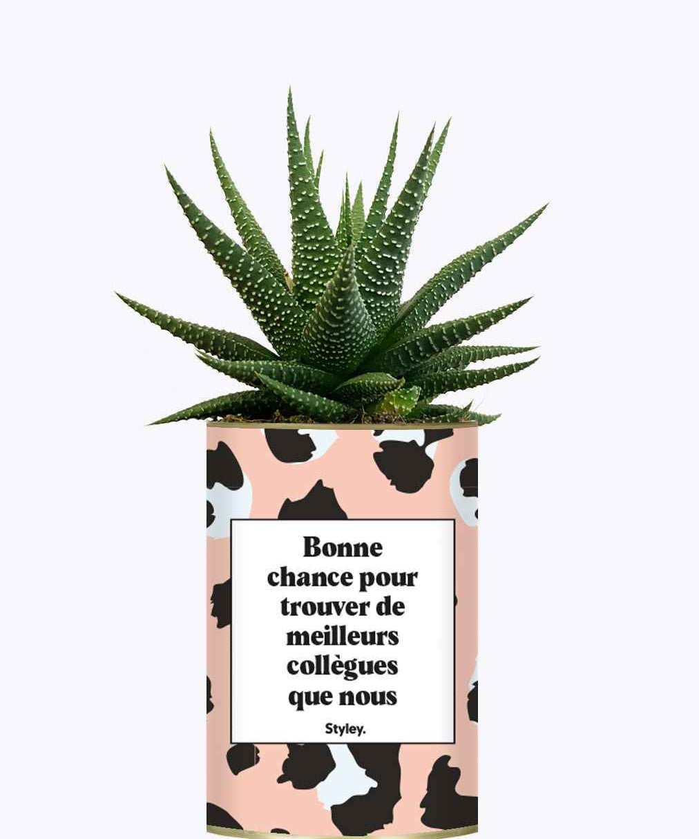 Bonne chance pour trouver de meilleurs collègues que nous - Cactus