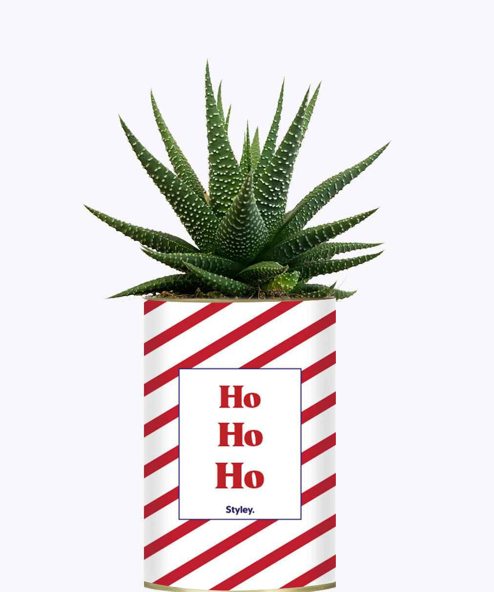 HO HO HO - Cactus