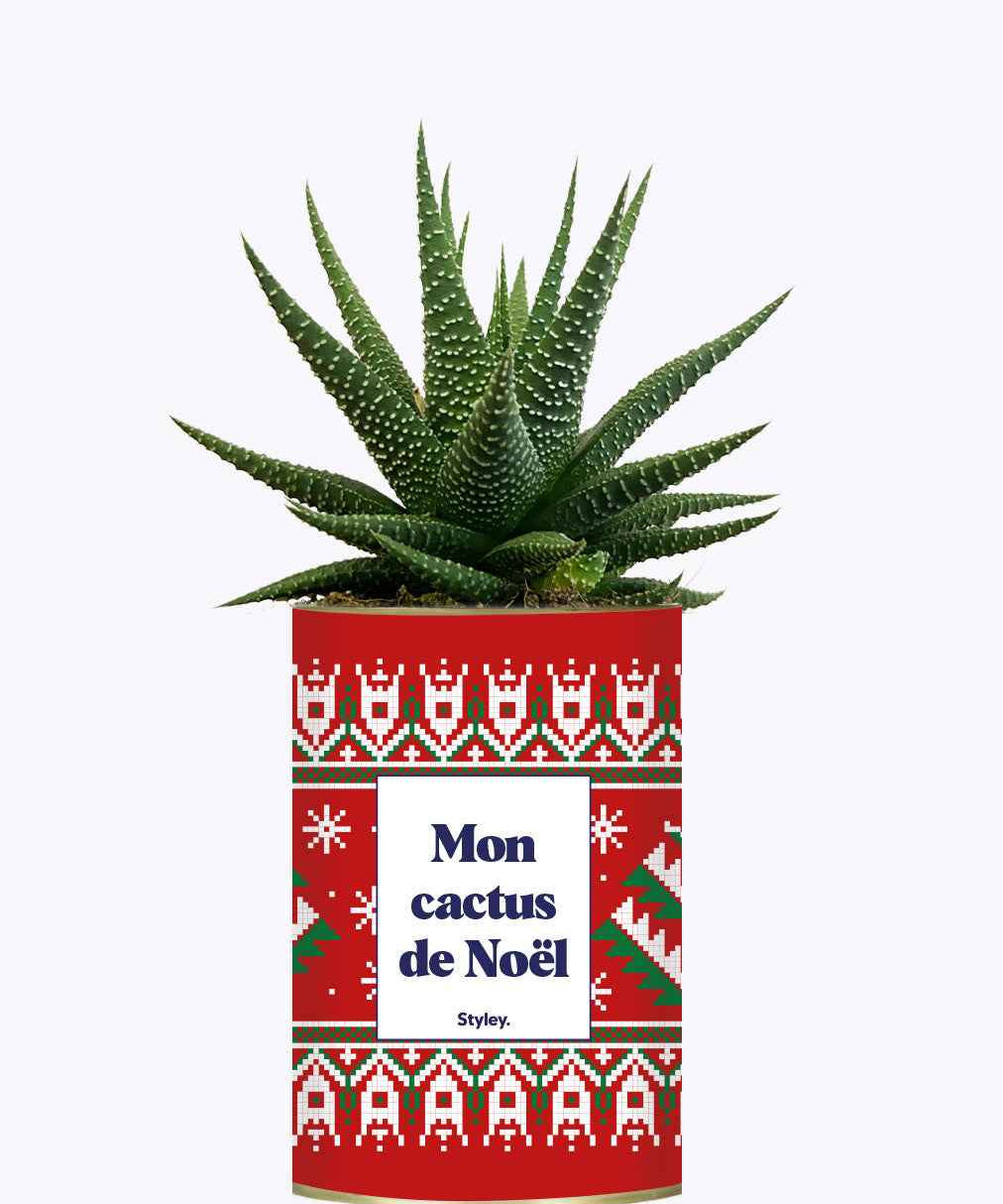 Mon cactus de Noël - Cactus
