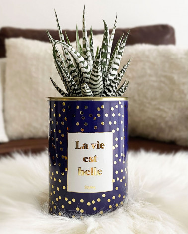 La vie est belle - Cactus -...