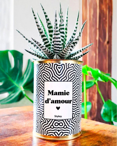 Mamie d'amour - Cactus
