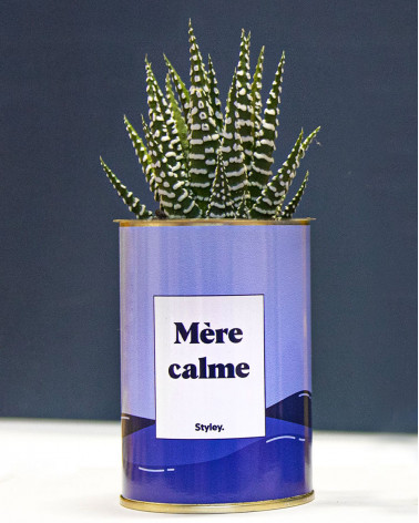 Mère calme - Cactus