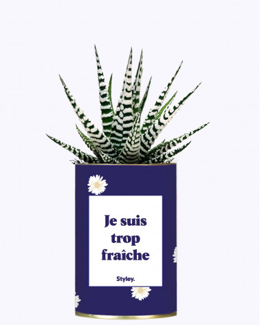 Je suis trop fraîche - Cactus