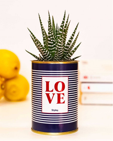 LOVE - Cactus